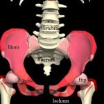 anterior-pelvis1