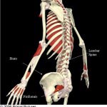 facets-with-muscles