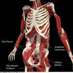hip-rotators-anterior