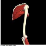 rotator-cuff