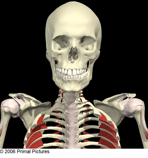 shoulder-capsulejpg