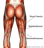 hamstrings